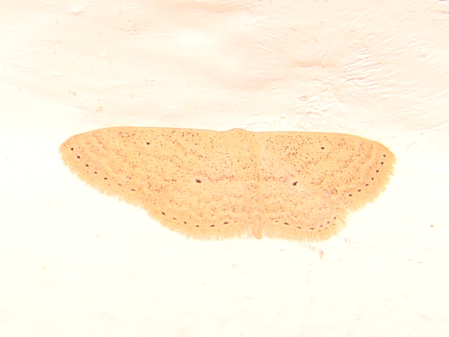 Scopula minorata ?